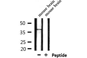 Western blot analysis of extracts from mouse brain tissue sample, using GPR8 Antibody.