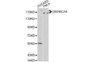 Western blot analysis of extracts of various cell lines, using SMARCA4 antibody. (SMARCA4 antibody)