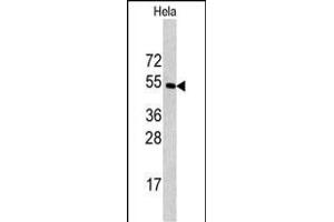 Western blot analysis of CPE antibody (C-term) (ABIN392011 and ABIN2841790) in Hela cell line lysates (35 μg/lane).