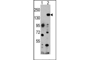 Image no. 1 for anti-Euchromatic Histone-Lysine N-Methyltransferase 1 (EHMT1) (C-Term) antibody (ABIN356542) (EHMT1 antibody  (C-Term))