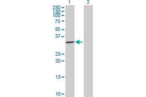 Western Blot analysis of IL1B expression in transfected 293T cell line by IL1B MaxPab polyclonal antibody.