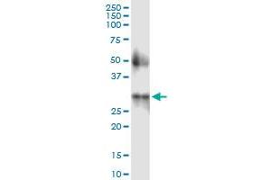 Immunoprecipitation of CIDEA transfected lysate using anti-CIDEA MaxPab rabbit polyclonal antibody and Protein A Magnetic Bead , and immunoblotted with CIDEA purified MaxPab mouse polyclonal antibody (B01P) . (CIDEA antibody  (AA 1-253))