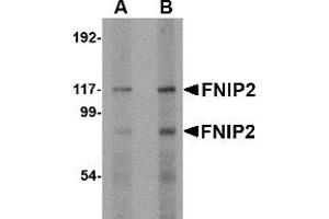 Western Blotting (WB) image for anti-Folliculin Interacting Protein 2 (FNIP2) (C-Term) antibody (ABIN1030400) (FNIP2 antibody  (C-Term))