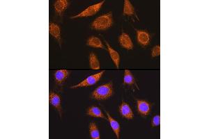 Immunofluorescence analysis of L929 cells using MUT Rabbit pAb (ABIN1680932, ABIN3018357, ABIN3018358 and ABIN6220443) at dilution of 1:100 (40x lens). (MUT antibody  (AA 451-750))