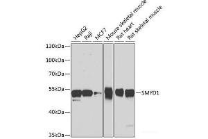 Western blot analysis of extracts of various cell lines using SMYD1 Polyclonal Antibody at dilution of 1:1000. (SMYD1 antibody)