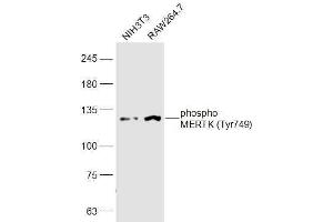 Lane 1: NIH3T3 lysates Lane 2: RAW264. (MERTK antibody  (pTyr749))