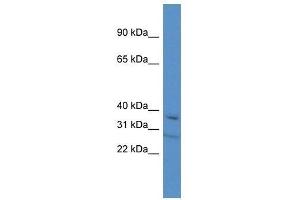 Western Blot showing Tcea3 antibody used at a concentration of 1. (TCEA3 antibody  (C-Term))