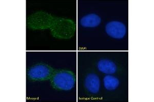 anti-GM2 Ganglioside antibody