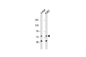 All lanes : Anti-ATG16L2 Antibody (Center ) at 1:1000 dilution Lane 1: Jurkat whole cell lysate Lane 2: K562 whole cell lysate Lysates/proteins at 20 μg per lane. (ATG16L2 antibody  (AA 277-304))