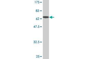Western Blot detection against Immunogen (67. (RAGE antibody  (AA 23-404))