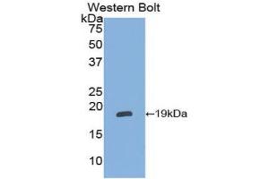 Western Blotting (WB) image for anti-Alpha2 Antiplasmin (SERPINF2) (AA 348-491) antibody (ABIN1172477) (alpha 2 Antiplasmin antibody  (AA 348-491))