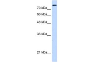 Western Blotting (WB) image for anti-Non-SMC Condensin I Complex, Subunit H (NCAPH) antibody (ABIN2462960) (NCAPH antibody)