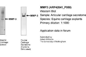 Western Blotting (WB) image for anti-Matrix Metallopeptidase 3 (Stromelysin 1, Progelatinase) (MMP3) (Middle Region) antibody (ABIN567159) (MMP3 antibody  (Middle Region))