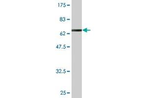 Western Blot detection against Immunogen (65. (PNMA2 antibody  (AA 1-364))