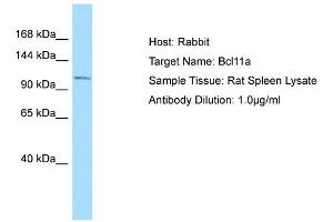 Host: Rabbit  Target Name: Bcl11a  Sample Tissue: Rat Spleen lysates  Antibody Dilution: 1.