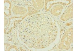 Immunohistochemistry of paraffin-embedded human kidney tissue using ABIN7156183 at dilution of 1:100 (RNASE9 antibody  (AA 27-205))