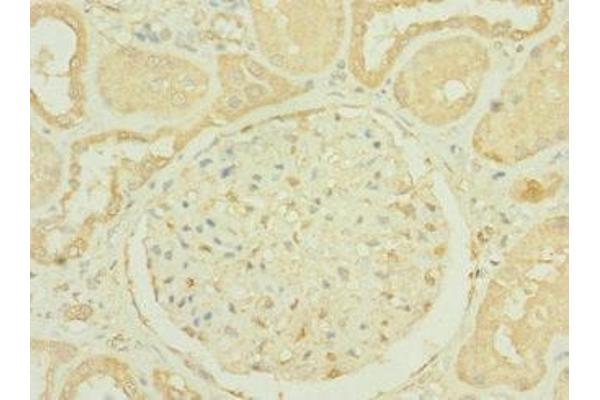 RNASE9 antibody  (AA 27-205)