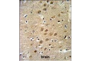 KCNG3 Antibody (N-term) (ABIN651145 and ABIN2840097) IHC analysis in formalin fixed and paraffin embedded human brain tissue followed by peroxidase conjugation of the secondary antibody and DAB staining. (KCNG3 antibody  (N-Term))