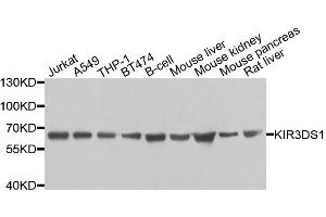 Western blot analysis of extracts of various cell lines, using KIR3DS1 antibody. (KIR3DS1 antibody)