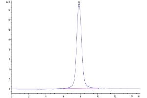 The purity of SARS-CoV-2 Spike S1 (Omicron BA. (SARS-CoV-2 Spike S1 Protein (BA.2.12.1 - Omicron) (His tag))