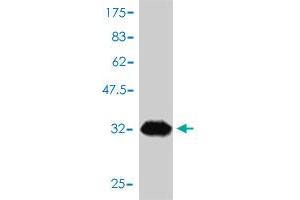 ANAPC11 antibody  (AA 1-54)