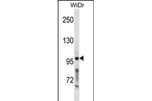PCSK5 Antibody (N-term) (ABIN1881639 and ABIN2838907) western blot analysis in WiDr cell line lysates (35 μg/lane).