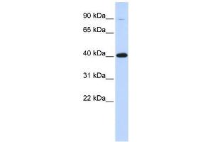 ZFP42 antibody used at 1. (ZFP42 antibody  (Middle Region))