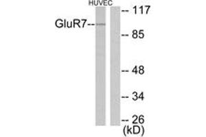 Western blot analysis of extracts from HuvEc cells, using mGluR7 Antibody.