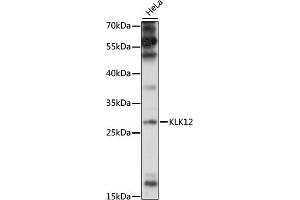 Western blot analysis of extracts of HeLa cells, using KLK12 antibody (ABIN7268066) at 1:1000 dilution. (Kallikrein 12 antibody  (AA 18-150))
