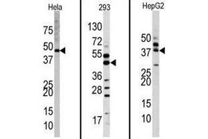Western blot analysis of anti-MAPK1 Antibody (Center) Pab in Hela, 293, and HepG2 cell line lysates.