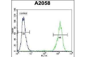 RAB10 Antibody (Center) (ABIN656106 and ABIN2845448) flow cytometric analysis of  cells (right histogram) compared to a negative control cell (left histogram). (RAB10 antibody  (AA 89-117))