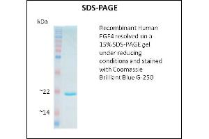 SDS-PAGE (SDS) image for Fibroblast Growth Factor 4 (FGF4) (Active) protein (ABIN5509808) (FGF4 Protein)