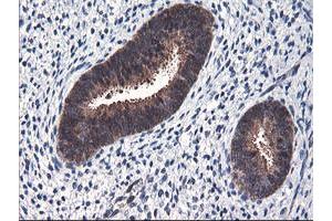 Image no. 9 for anti-F-Box Protein 21 (FBXO21) antibody (ABIN1498231) (FBXO21 antibody)