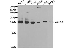 Western blot analysis of extracts of various cell lines, using MAD2L1 antibody (ABIN5970848) at 1/1000 dilution. (MAD2L1 antibody)