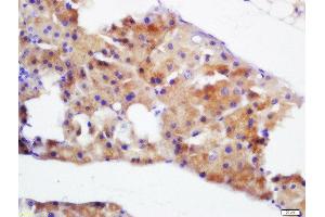 Formalin-fixed and paraffin embedded mouse pancreas labeled with Rabbit Anti-Pancreatic Amylase Polyclonal Antibody, Unconjugated  at 1:200 followed by conjugation to the secondary antibody and DAB staining (Pancreatic Amylase antibody  (AA 151-250))