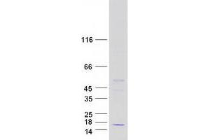Validation with Western Blot (HIGD2A Protein (Myc-DYKDDDDK Tag))