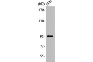 Western Blot analysis of 293 cells using PSMD2 Polyclonal Antibody (PSMD2 antibody  (N-Term))