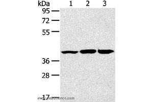 Western blot analysis of Raw264. (JNK2 antibody)