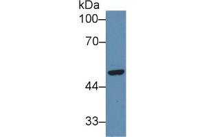 Western blot analysis of Human HeLa cell lysate, using Human SFRP4 Antibody (3 µg/ml) and HRP-conjugated Goat Anti-Rabbit antibody (