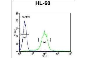 CHST2 Antibody (Center) (ABIN654661 and ABIN2844357) flow cytometric analysis of HL-60 cells (right histogram) compared to a negative control cell (left histogram). (CHST2 antibody  (AA 309-335))