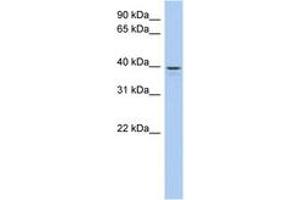 Image no. 1 for anti-Lix1 Homolog Like (LIX1L) (AA 71-120) antibody (ABIN6743730) (LIX1L antibody  (AA 71-120))