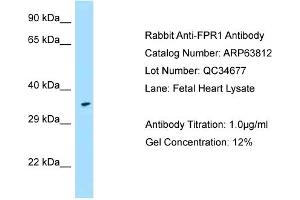Western Blotting (WB) image for anti-Formyl Peptide Receptor 1 (FPR1) (Middle Region) antibody (ABIN2789634)
