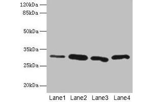 Western blot All lanes: CA3 antibody at 2 μg/mL Lane 1: Hela whole cell lysate Lane 2: HepG2 whole cell lysate Lane 3: K562 whole cell lysate Lane 4: NIH/3T3 whole cell lysate Secondary Goat polyclonal to rabbit IgG at 1/10000 dilution Predicted band size: 30 kDa Observed band size: 30 kDa