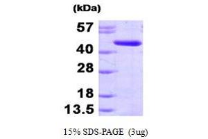 SDS-PAGE (SDS) image for Adenosine Kinase (ADK) (AA 22-362) protein (His tag) (ABIN7279025) (ADK Protein (AA 22-362) (His tag))