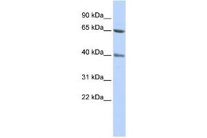 Western Blotting (WB) image for anti-Zinc Finger Protein 192 (ZNF192) antibody (ABIN2458170) (ZNF192 antibody)