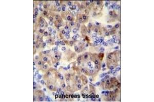 SPRED3 antibody (N-term) (ABIN654220 and ABIN2844058) immunohistochemistry analysis in formalin fixed and paraffin embedded human pancreas tissue followed by peroxidase conjugation of the secondary antibody and DAB staining.