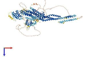 AlphaFold protein structure predicition of Human Recombinant MCF2L2 Protein, UniprotID Q86YR7 (MCF2L2 Protein (AA 1-1114) (His tag))