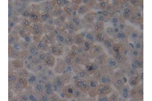 #VALUE! (CENPH antibody  (AA 28-241))