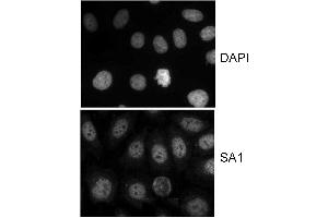 Immunocytochemistry (ICC) image for anti-Stromal Antigen 1 (STAG1) (AA 1150-1200) antibody (ABIN7453338)