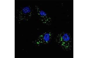 Fluorescent image of U251 cells stained with p62 antibody at 1:200. (SQSTM1 antibody  (AA 317-346))